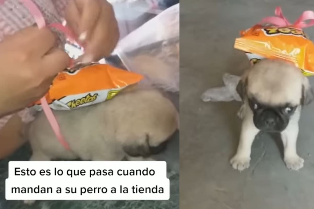 Joven abarrotera muestra cómo le llevan mascotas para hacer mandados y se vuelve viral por su ingeniosa forma de despacharlos