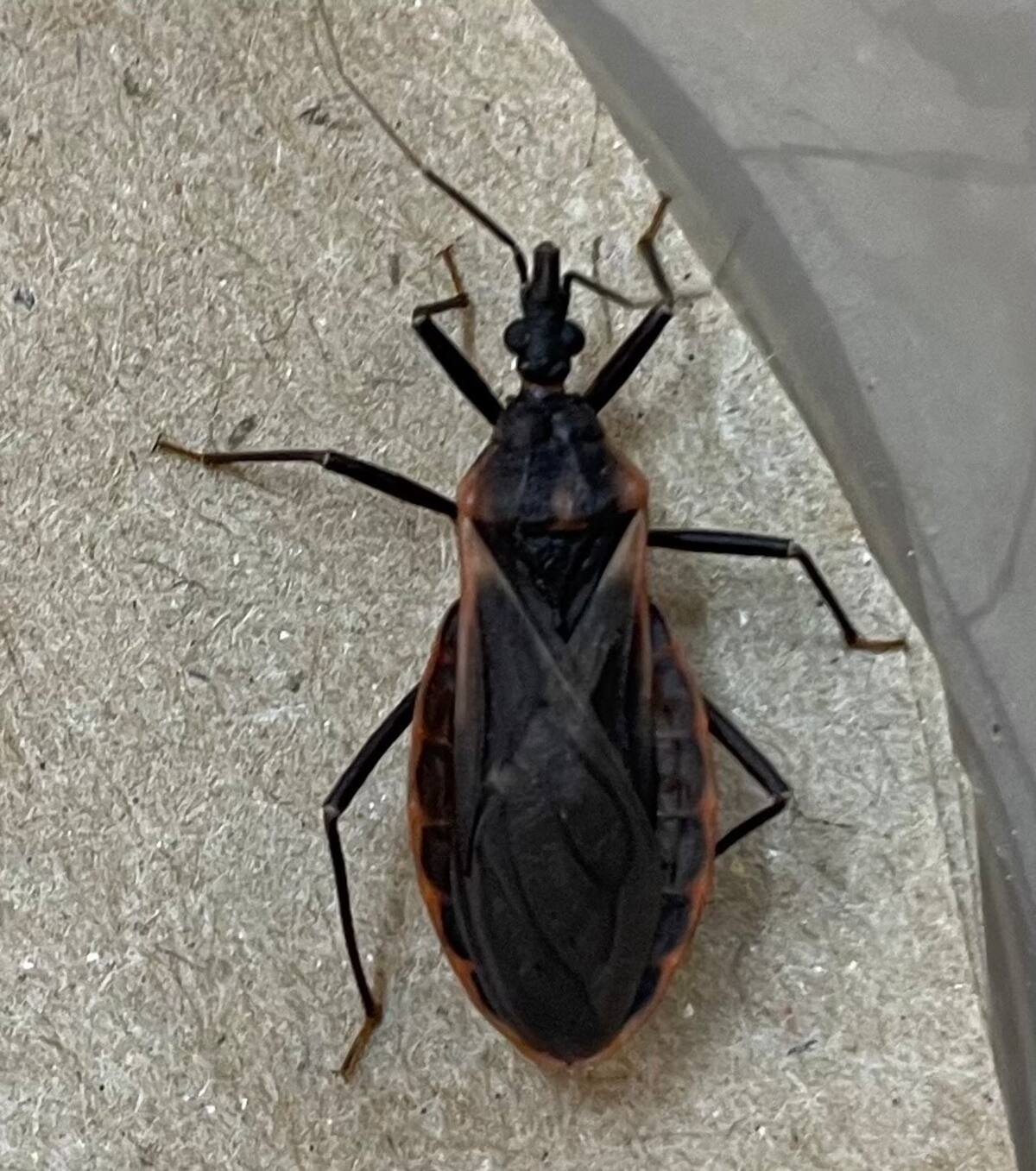 Este insecto intracelular transmite el Trypanosoma cruzi que produce la Enfermedad de Chagas la cual aloja parásitos en órganos vitales del ser humano produciendo graves consecuencias de salud | Cortesía