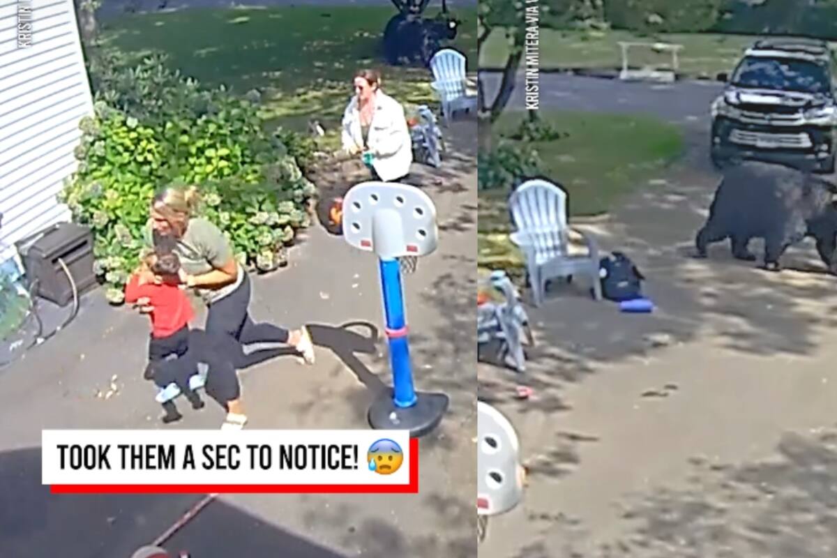 Familia disfrutaba en su patio cuando, de repente, apareció un oso: ¡mira cómo reaccionaron!