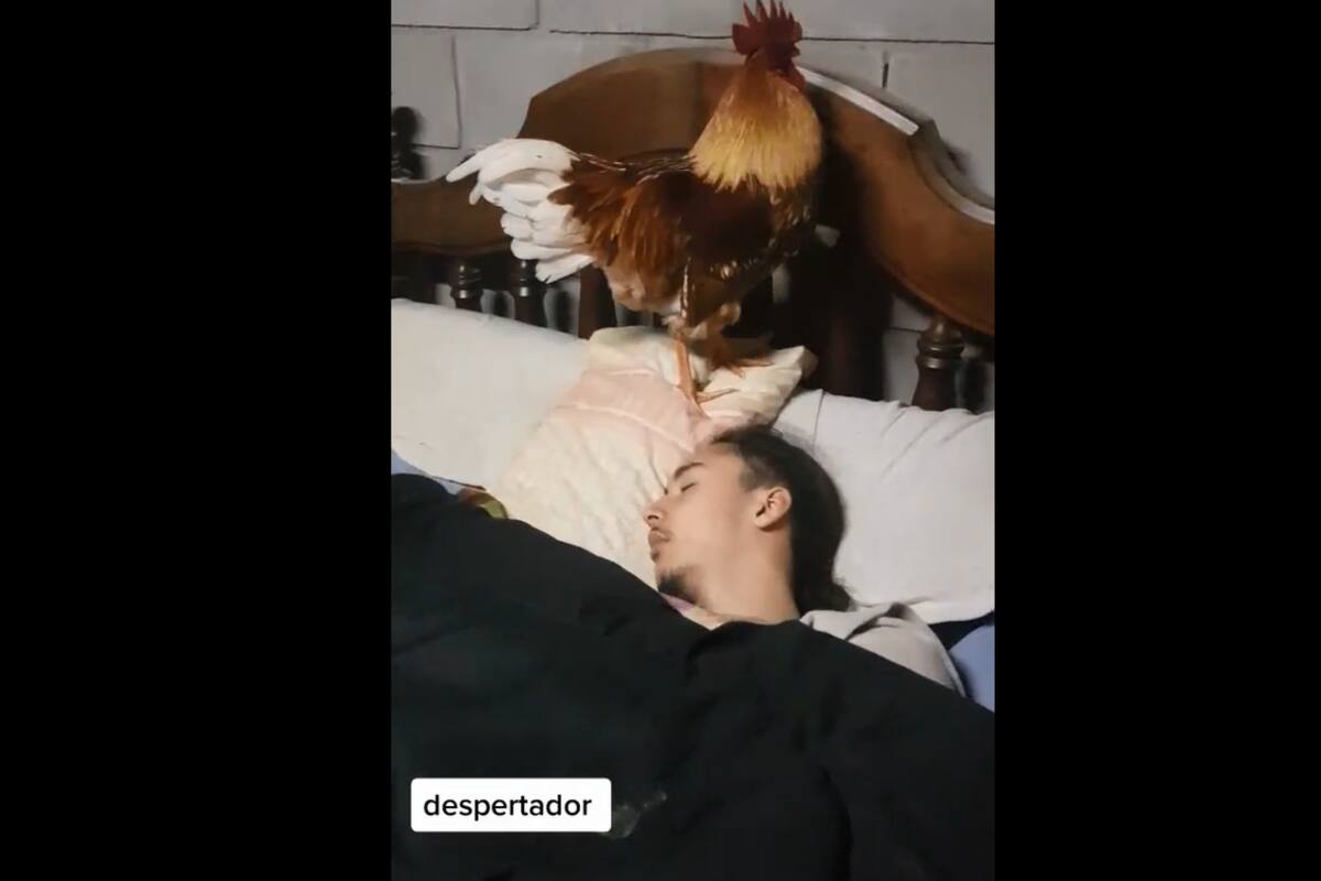 TIKTOK: Gallo despierta todas las mañanas a su dueño
