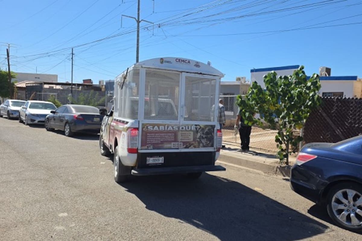 Madre señala traumas en su hijo tras ataque de pitbull