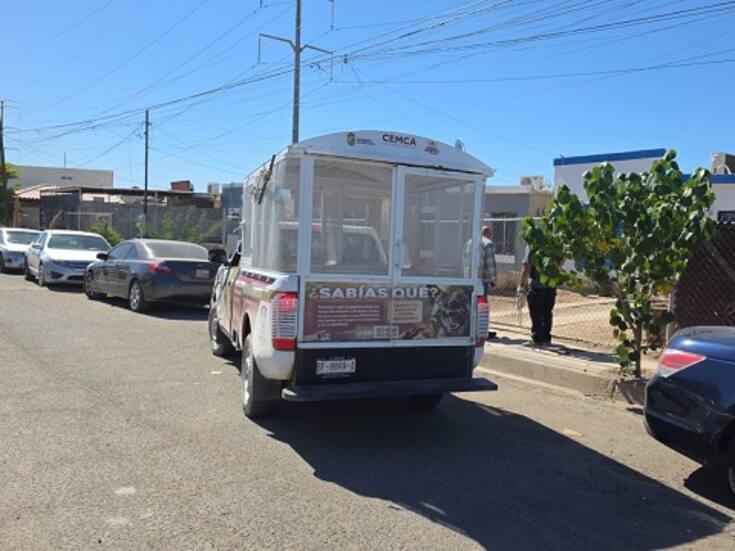 Madre señala traumas en su hijo tras ataque de pitbull