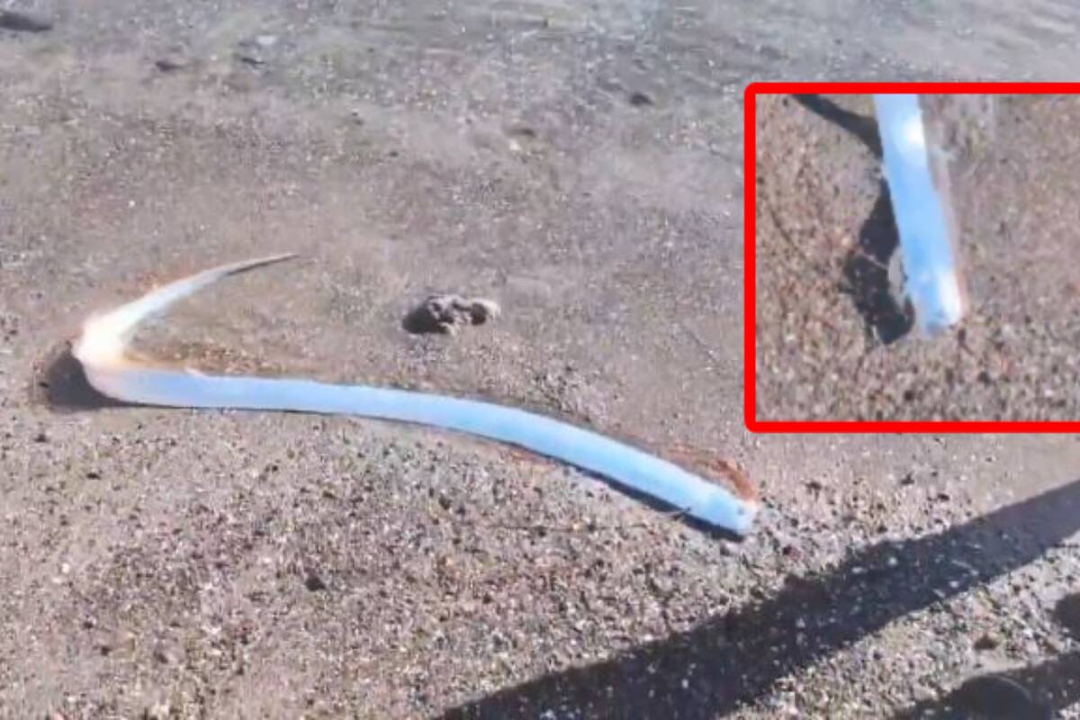 VIDEO: En esta playa mexicana apareció el raro pez remo (o el pez del fin del mundo)