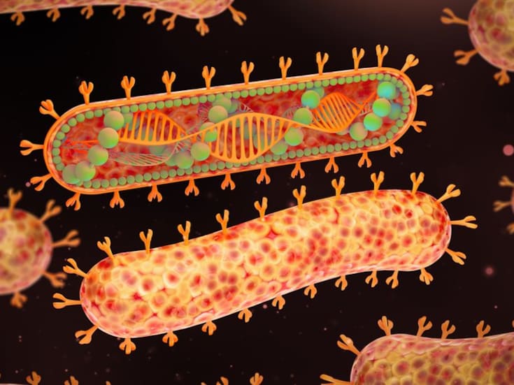 Nuevo caso de virus Marburgo en Etiopía alerta a la OMS