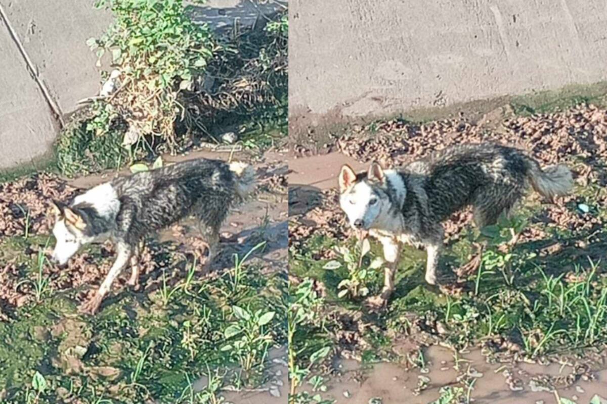 Rescata bomberos a Husky atorado en dren
