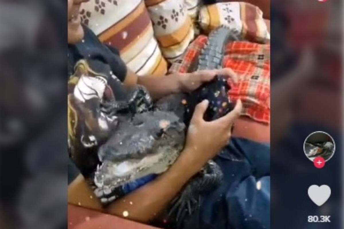 Joven sorprende con su mascota, es un cocodrilo