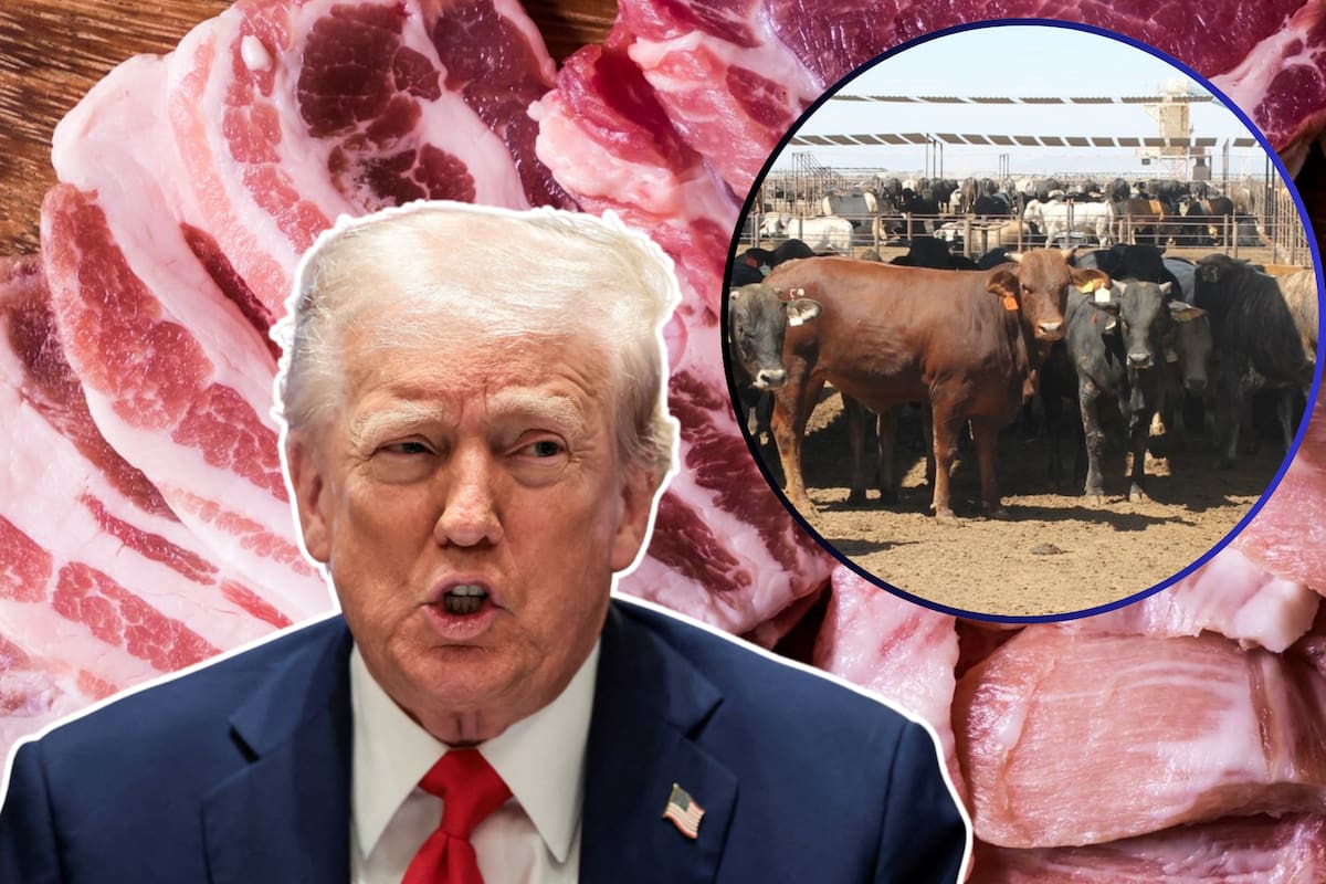 Trump impulsa narrativa antimigrante con acusaciones insólitas: migrantes “encarecen la carne” por traer ganado enfermo