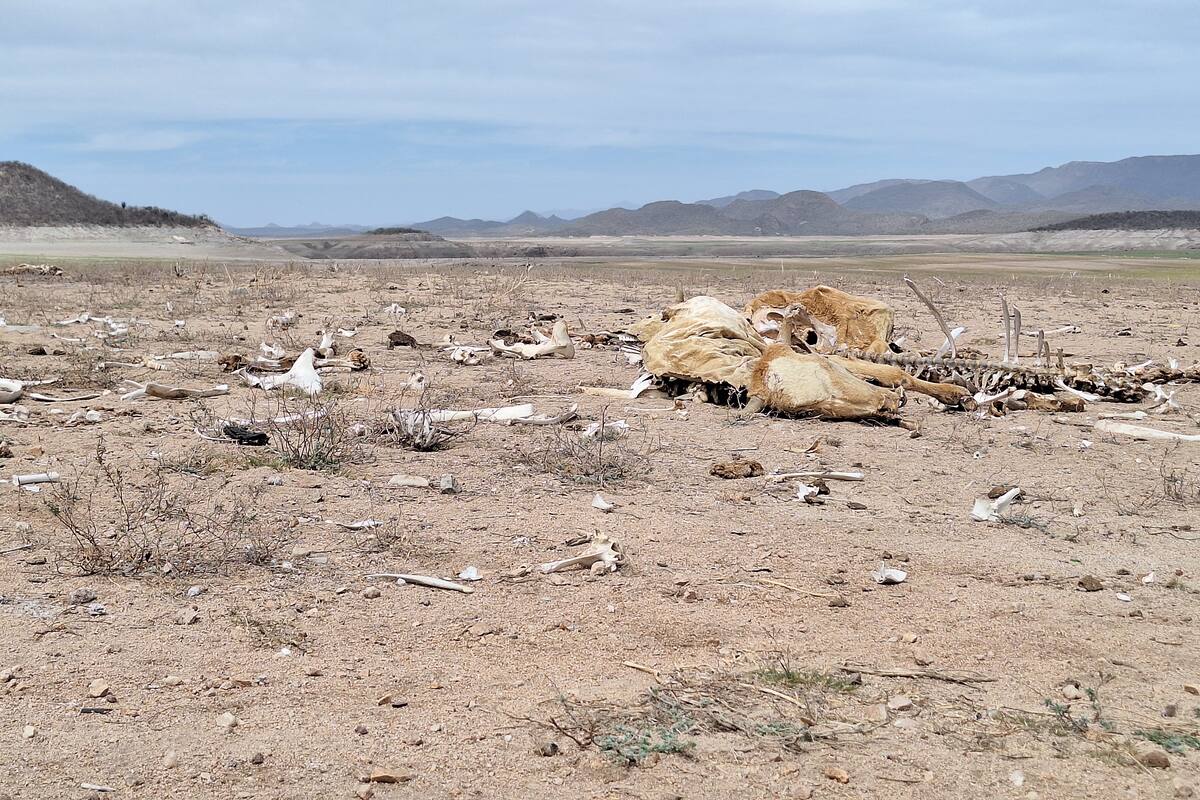 Aumenta el calor y afecta a ganado en región del Mayo