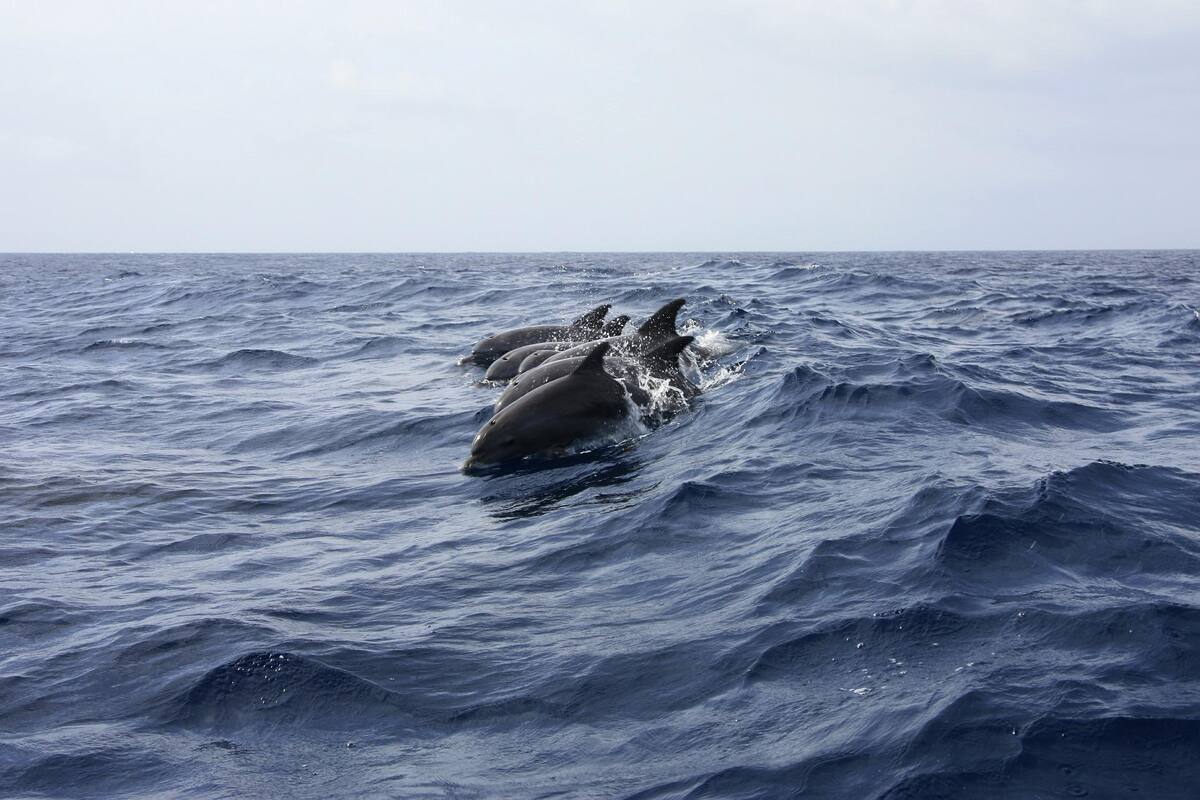La realidad supera la ficción: Rusia libera delfines entrenados para proteger su base naval en el Mar Negro