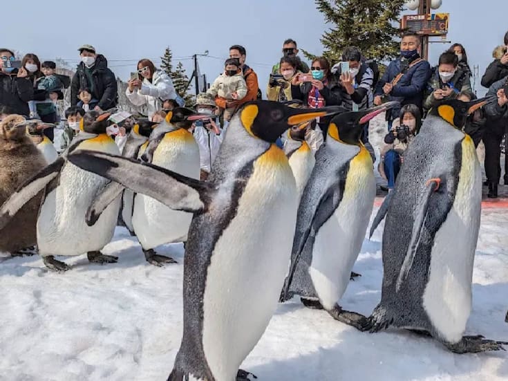 El tierno desfile de pingüinos que cada invierno convierte a Japón en un espectáculo viral