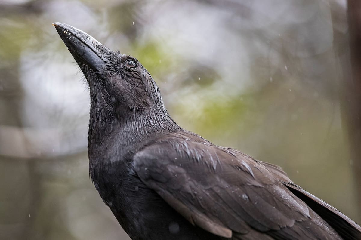 Extinto en estado salvaje desde 2002, el ‘alalā es el último sobreviviente de todas las especies de cuervos hawaianos que se encontraban históricamente en la isla de Hawái.