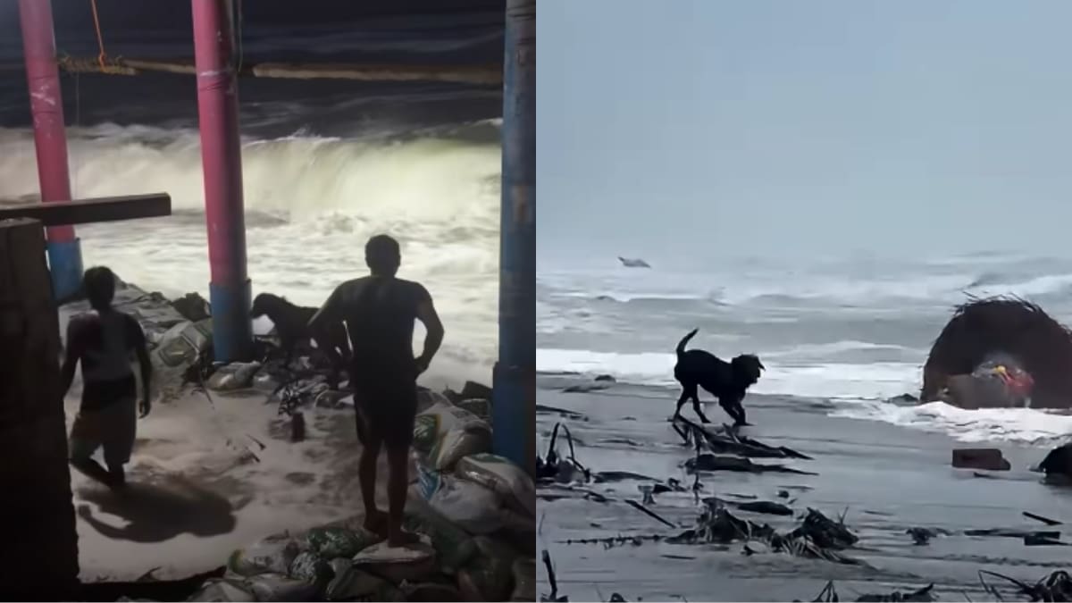 Video viral: Max, el perro que juega con las enormes olas del huracán Polo