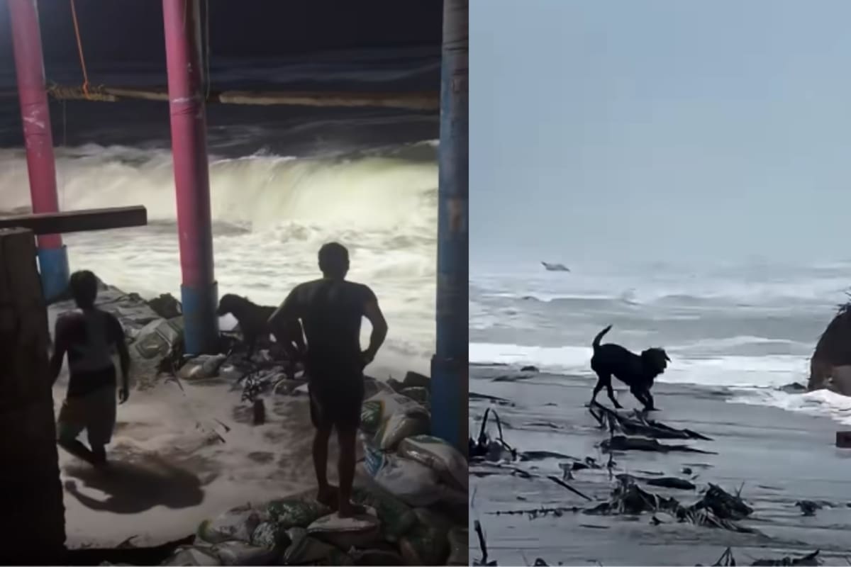 Video viral: Max, el perro que juega con las enormes olas del huracán Polo