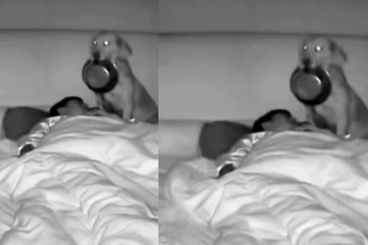 Hombre se lleva un susto al ser sorprendido por su perro pidiendo comida de madrugada con su plato en el hocico