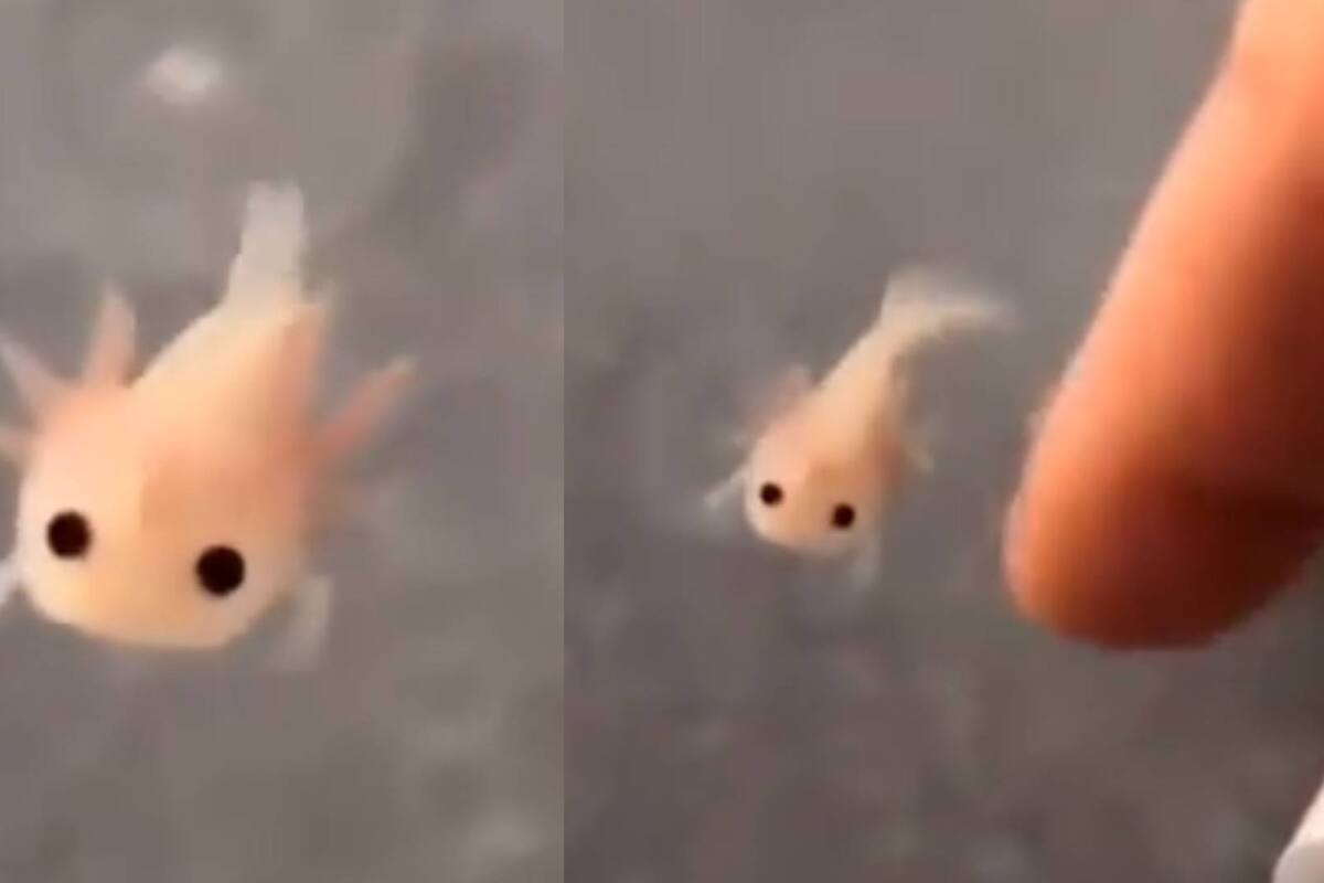 VIRAL: Ajolote bebé enternece a usuarios de redes sociales
