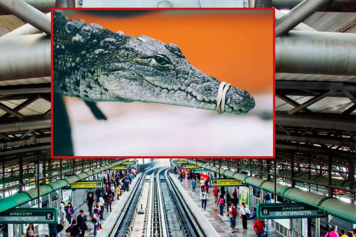 Encuentran cocodrilo dentro de una estación del metro en CDMX, ¿Cómo ocurrió?