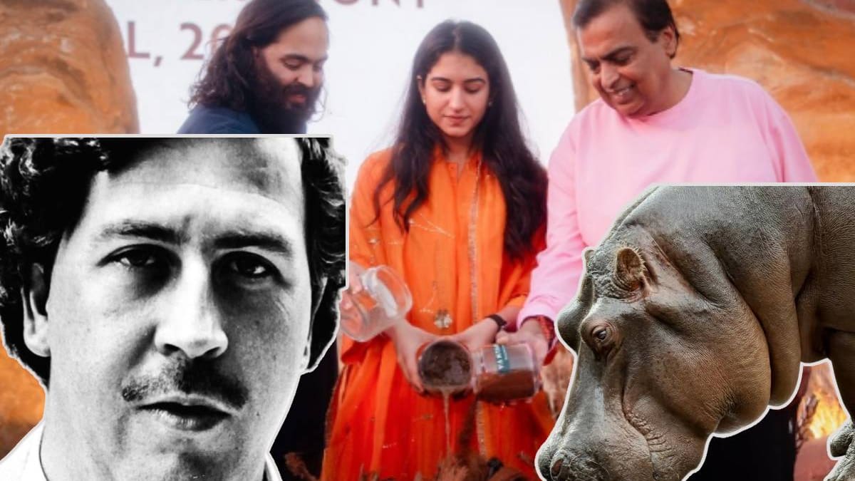 Famoso multimillonario indio Anant Ambani quiere llevarse a su refugio a los 80 hipopótamos que están en Colombia y que eran propiedad de Pablo Escobar y evitar la eutasania masiva