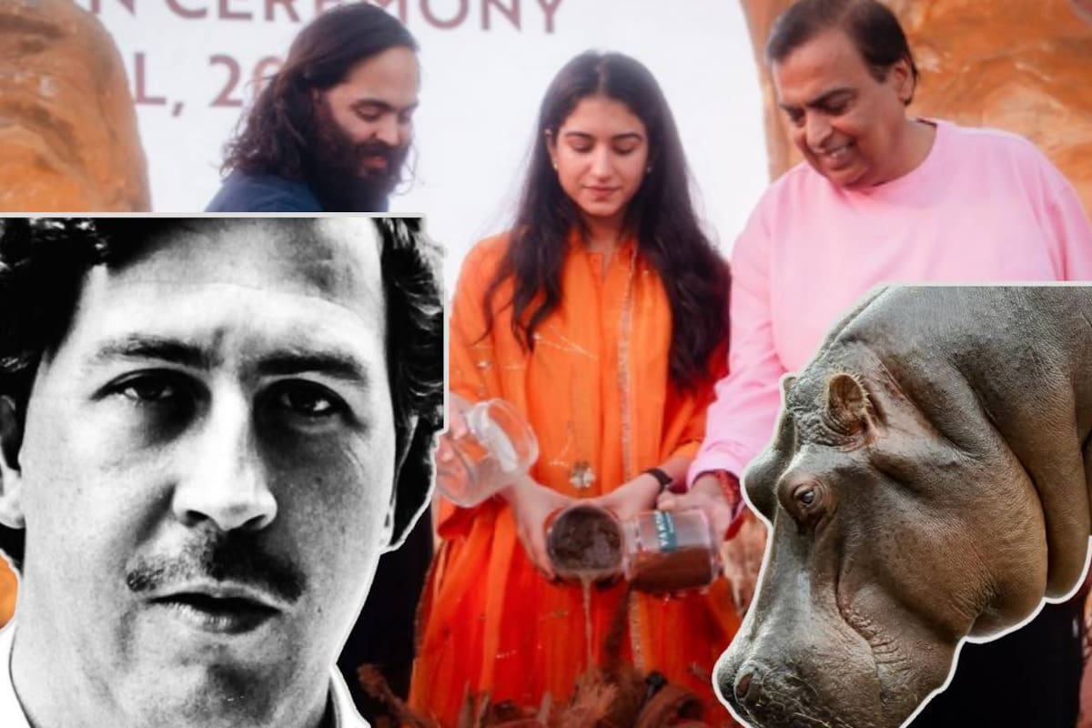 Famoso multimillonario indio Anant Ambani quiere llevarse a su refugio a los 80 hipopótamos que están en Colombia y que eran propiedad de Pablo Escobar y evitar la eutasania masiva