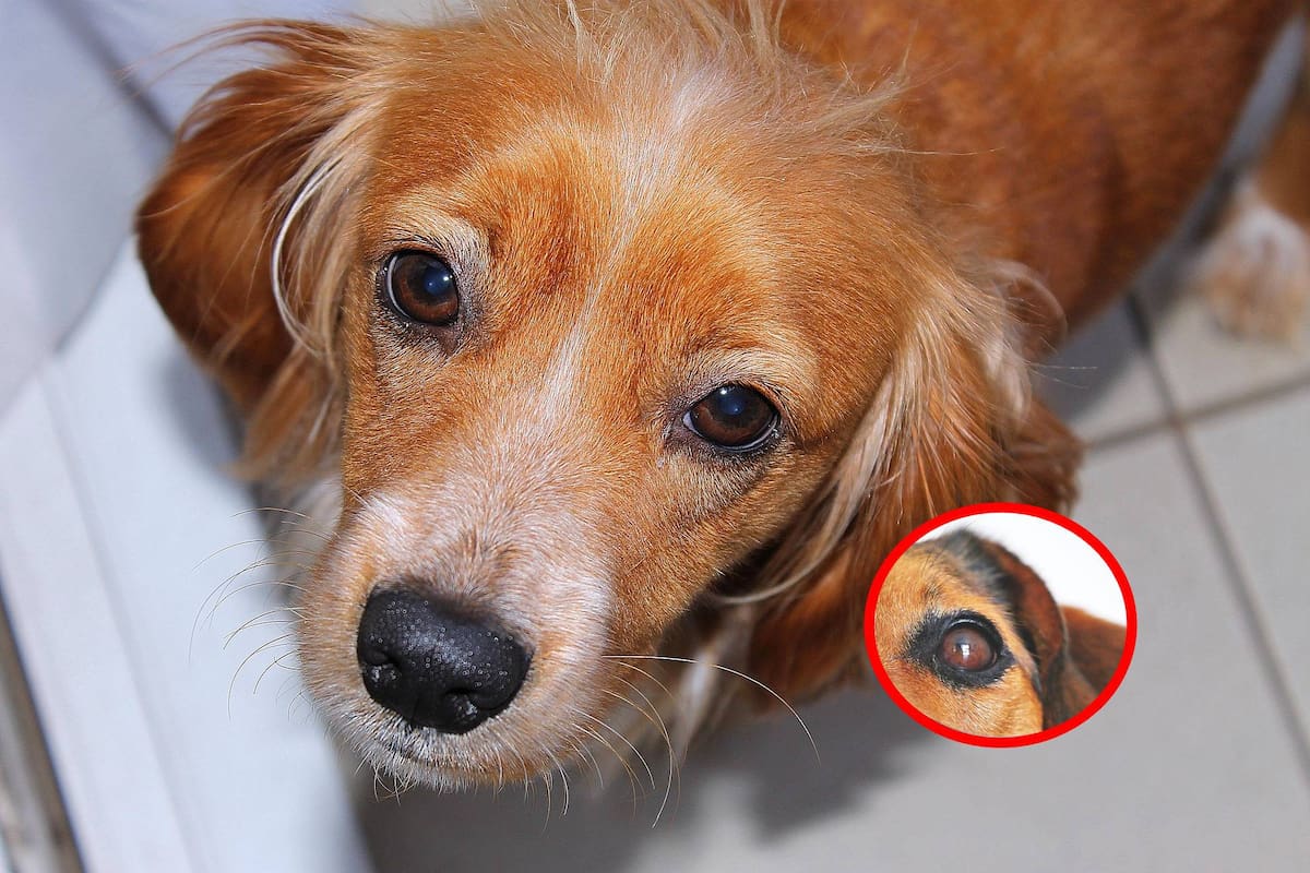 ¿Qué cambios enfrentan los perritos al envejecer? Señales y cuidados que debes conocer