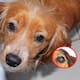 ¿Qué cambios enfrentan los perritos al envejecer? Señales y cuidados que debes conocer