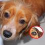 ¿Qué cambios enfrentan los perritos al envejecer? Señales y cuidados que debes conocer