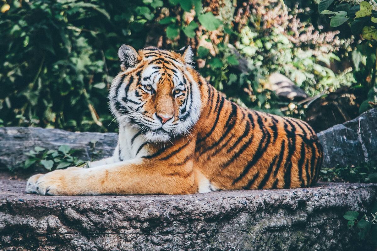 Autoridades investigan avistamiento de tigre cerca de la Universidad de Cincinnati