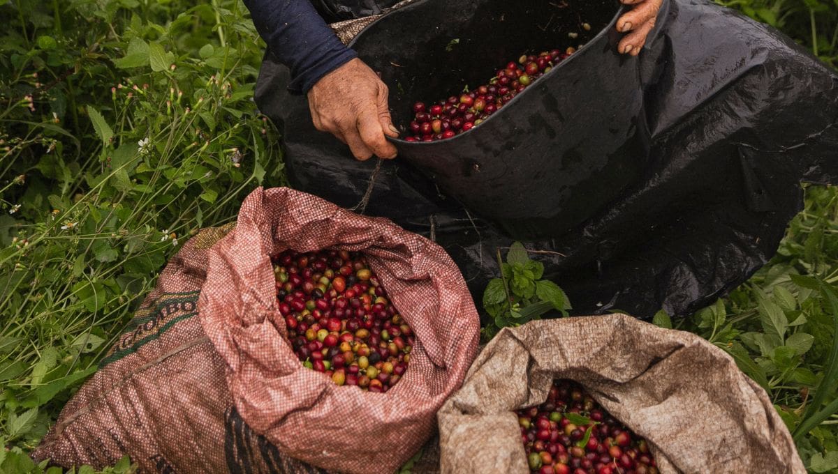 Trabajadores obligados a cortar café bajo amenazas del crimen organizado