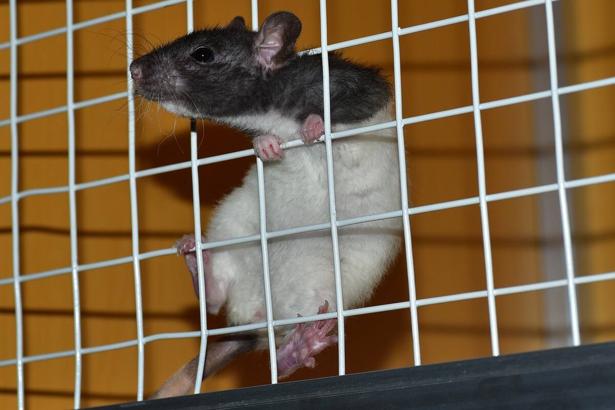 Con impresora 3D reparan el hueso y la piel a una rata