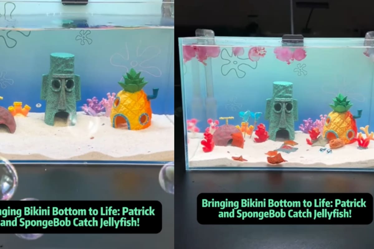 VIDEO: Hombre se viraliza por criar en su acuario a todos los personajes de Bob Esponja en la vida real