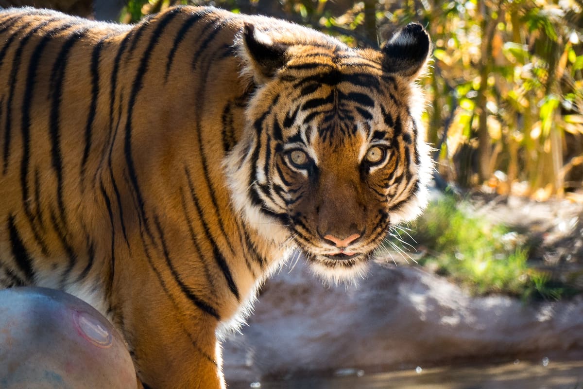 Aventuras en Reid Park Zoo de Tucson