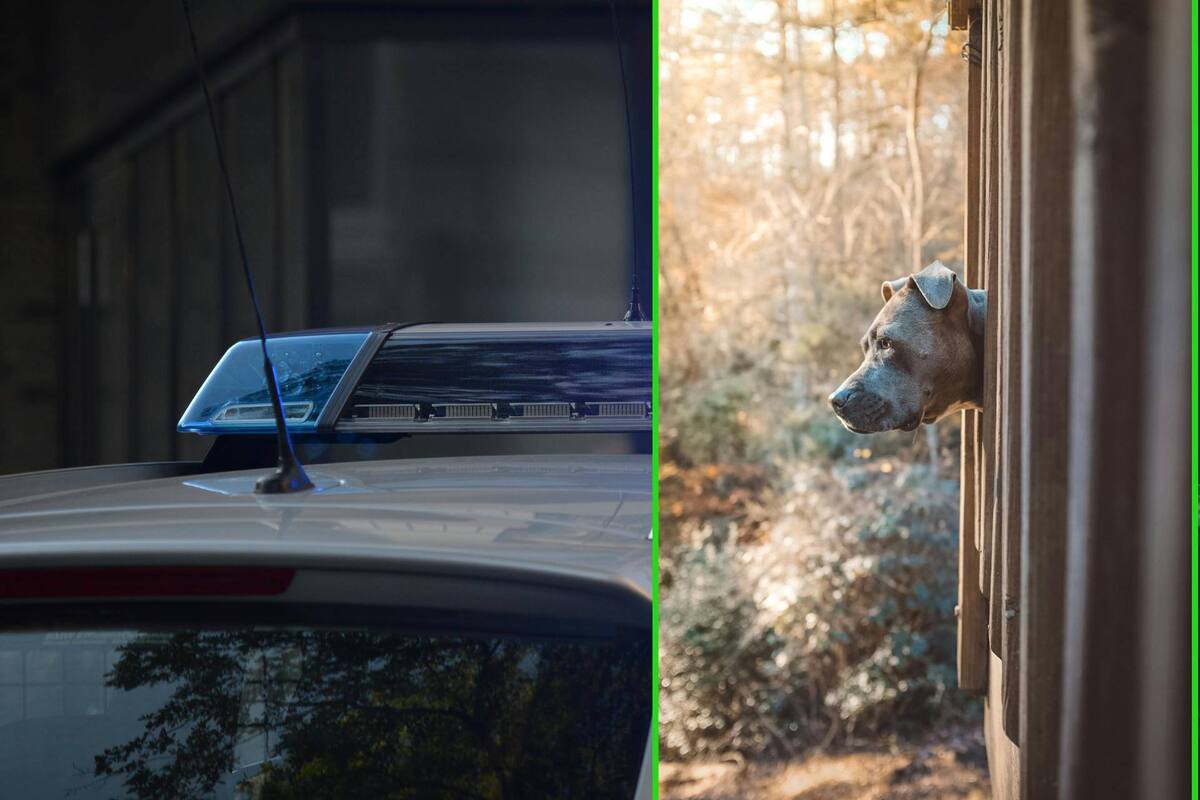 Hombre es atacado mortalmente por una jauría de pitbulls en Estados Unidos