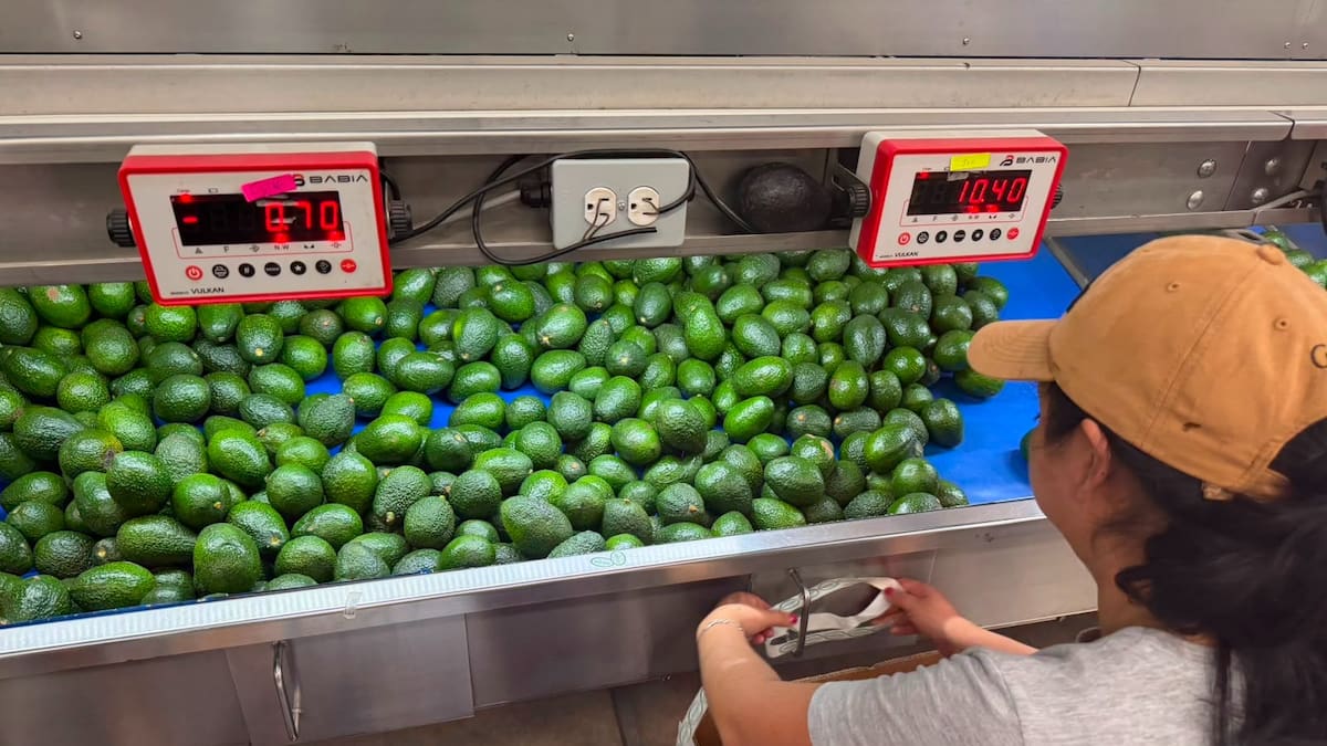 Con las exportaciones de aguacate a Estados Unidos parcialmente frenadas desde el 5 de agosto, el producto podría redirigirse al mercado nacional
