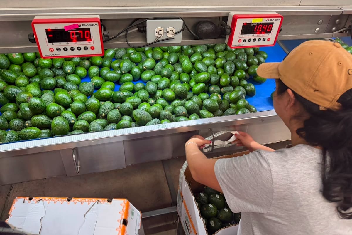 Con las exportaciones de aguacate a Estados Unidos parcialmente frenadas desde el 5 de agosto, el producto podría redirigirse al mercado nacional