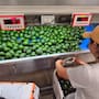 Con las exportaciones de aguacate a Estados Unidos parcialmente frenadas desde el 5 de agosto, el producto podría redirigirse al mercado nacional