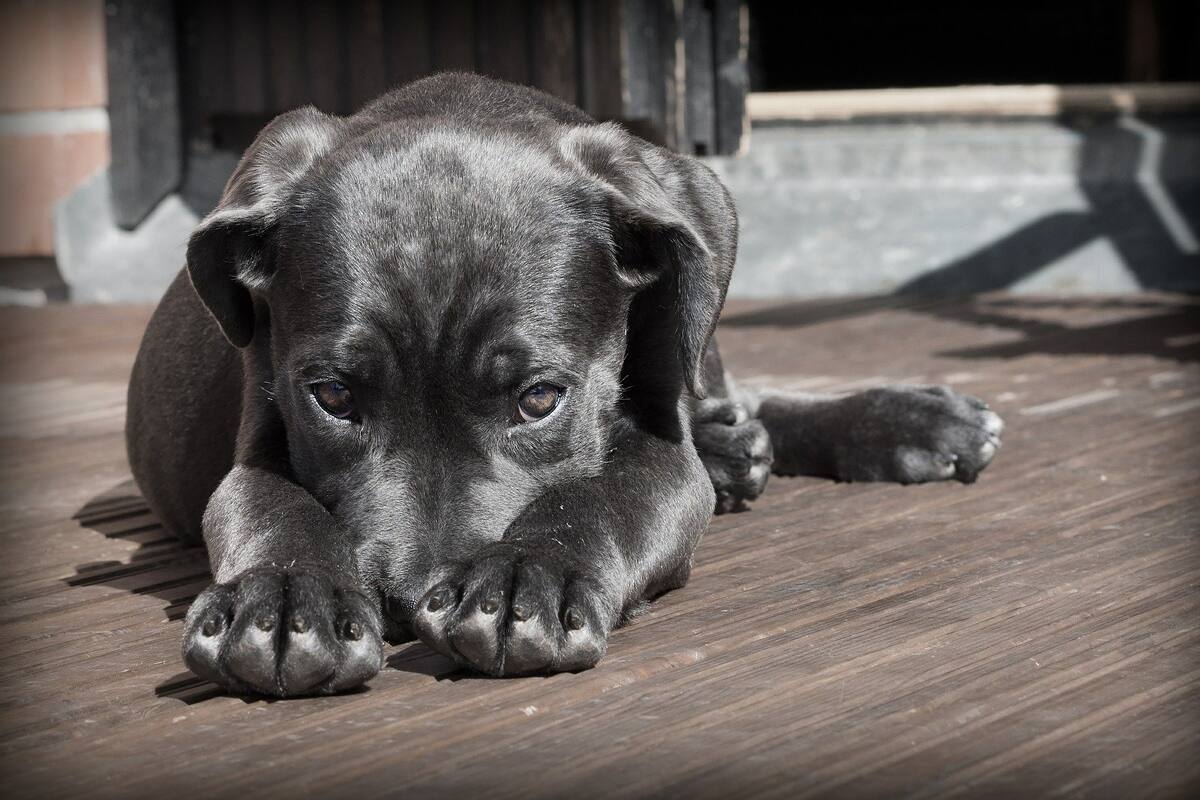 Muere perro atado a ventana; investigan posible maltrato