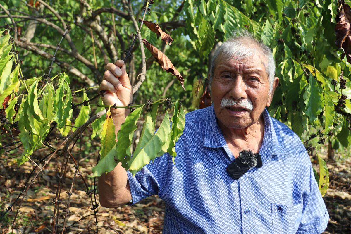 Sequías amenazan cultivos de café al sur de México
