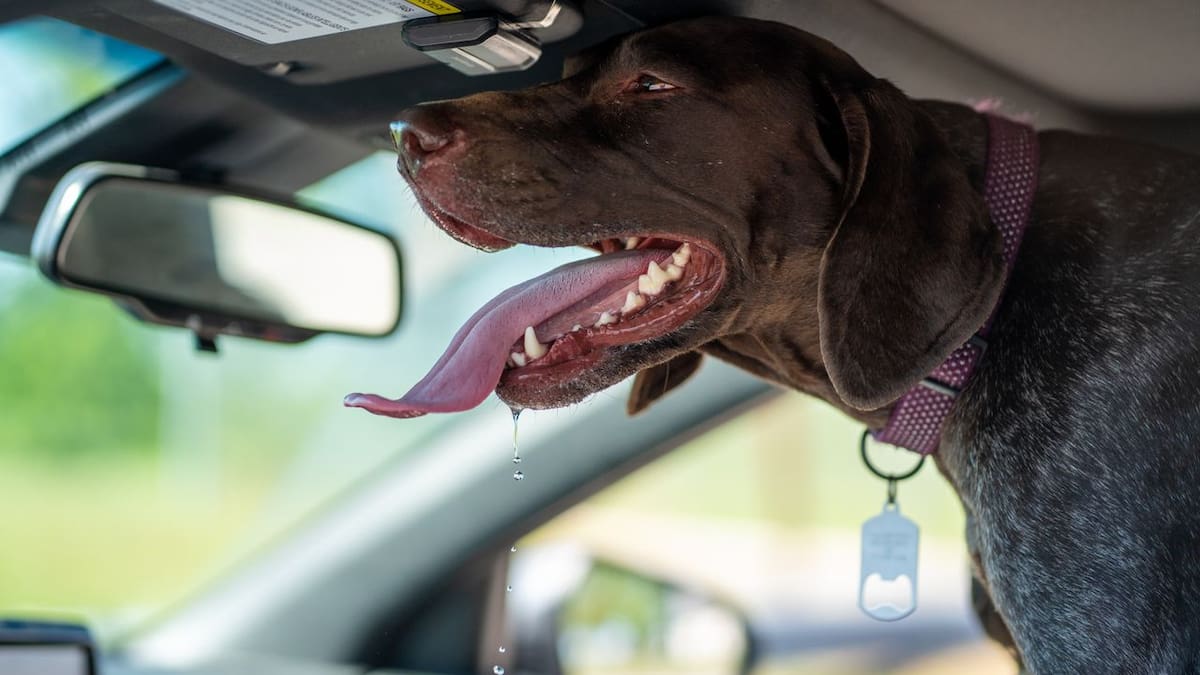Golpe de calor en perros y gatos: Cómo proteger a tus mascotas durante las altas temperaturas y qué errores pueden poner en riesgo su vida