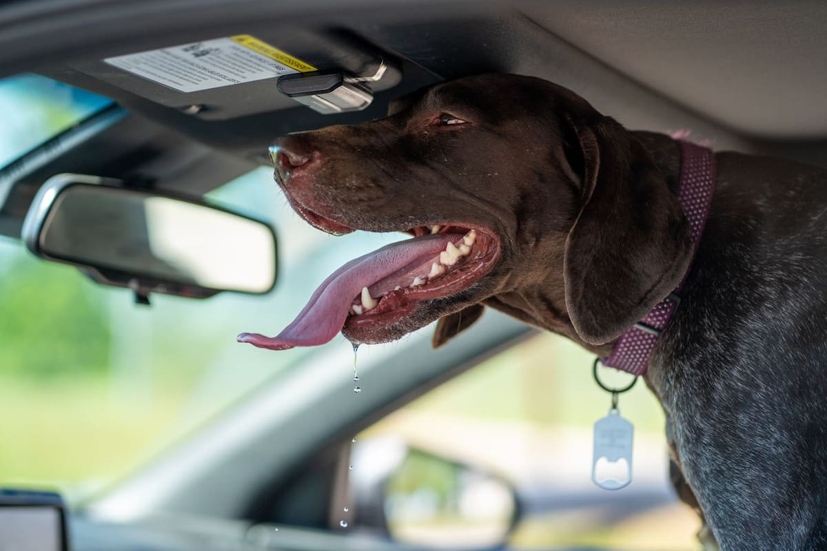 Golpe de calor en perros y gatos: Cómo proteger a tus mascotas durante las altas temperaturas y qué errores pueden poner en riesgo su vida