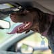 Golpe de calor en perros y gatos: Cómo proteger a tus mascotas durante las altas temperaturas y qué errores pueden poner en riesgo su vida