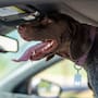 Golpe de calor en perros y gatos: Cómo proteger a tus mascotas durante las altas temperaturas y qué errores pueden poner en riesgo su vida