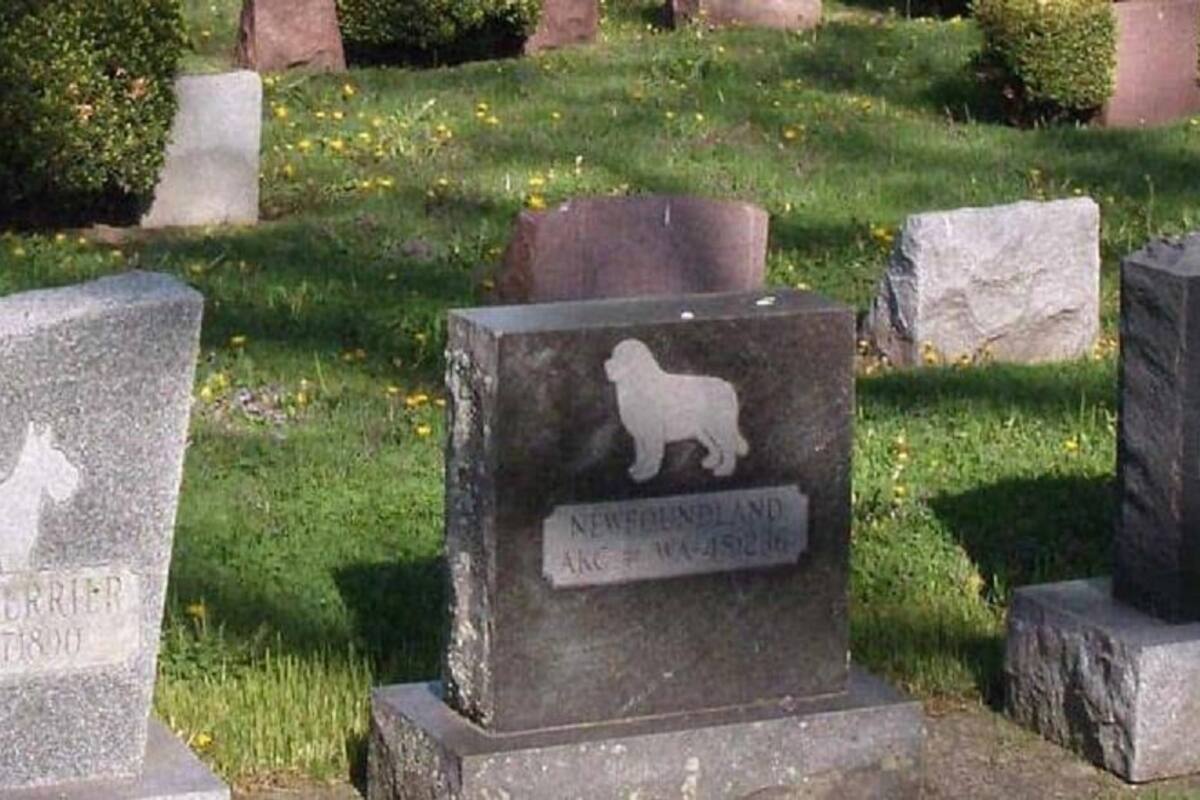 Proyectan cementerio para mascotas en Ciudad Obregón
