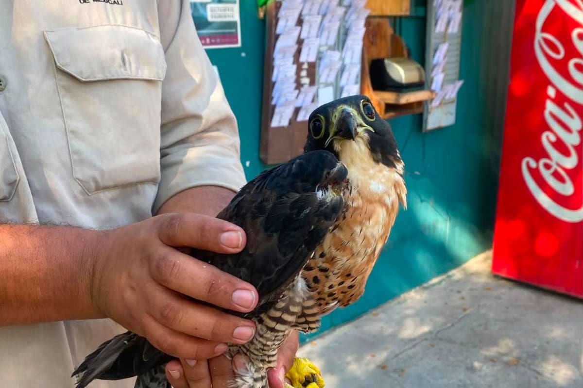 Rescatan a Halcón Harris herido en el Parque Industrial PIMSA I de Mexicali