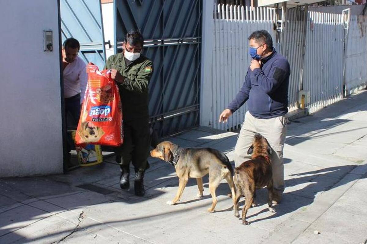 Proteger animales ante pandemia: reto asumido por ciudadanos