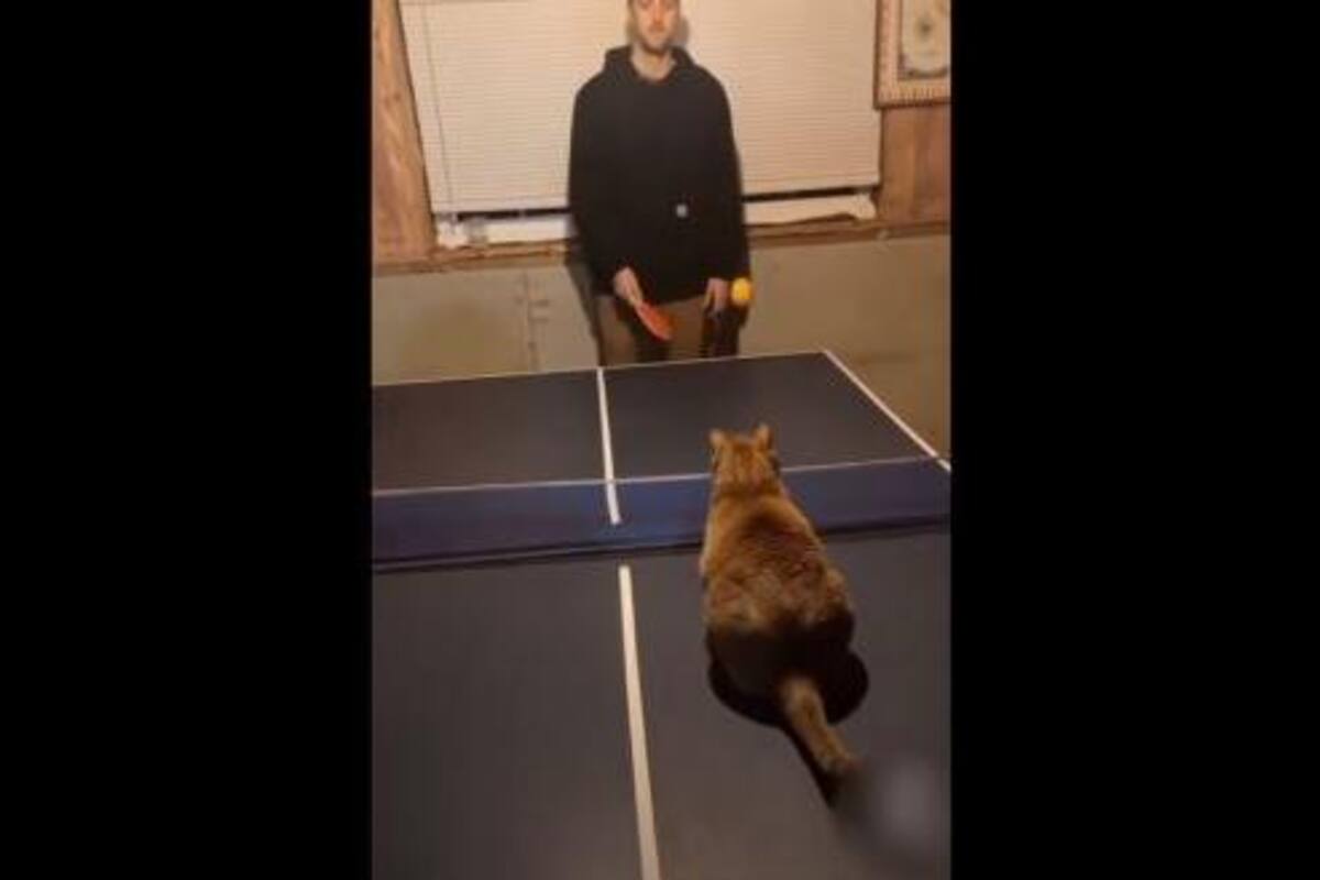 Gatito sorprende a su dueño al "jugar" tenis con sus patitas, la escena se vuelve viral