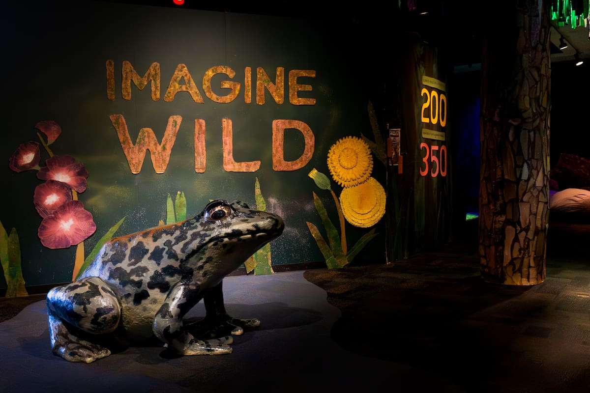 Ranas, resiliencia y conservación, lo nuevo del Birch Aquarium en La Jolla