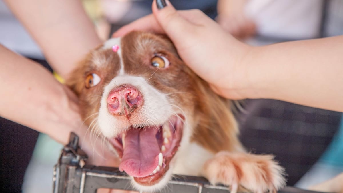 Invitan a escuelas de Hermosillo a sumarse donando alimento al Tercer Croquetón para fomentar el cuidado responsable de perros y gatos
