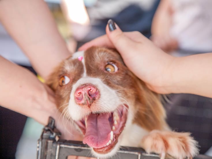 Invitan a escuelas de Hermosillo a sumarse donando alimento al Tercer Croquetón para fomentar el cuidado responsable de perros y gatos