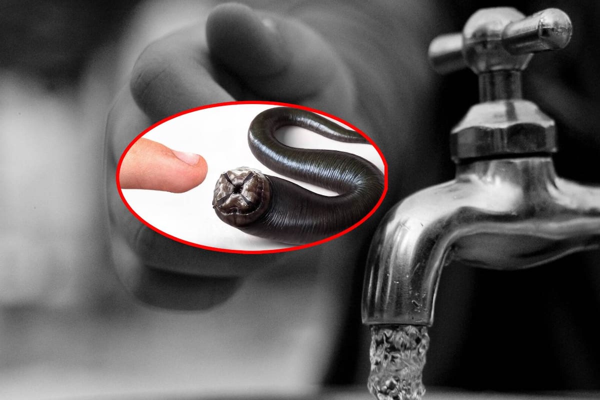 Agua con sanguijuelas y parásitos circula en tuberías de Guadalajara y deben ‘tirar’ hasta 250 litros para que ya no salga sucia, según denuncias ciudadanas