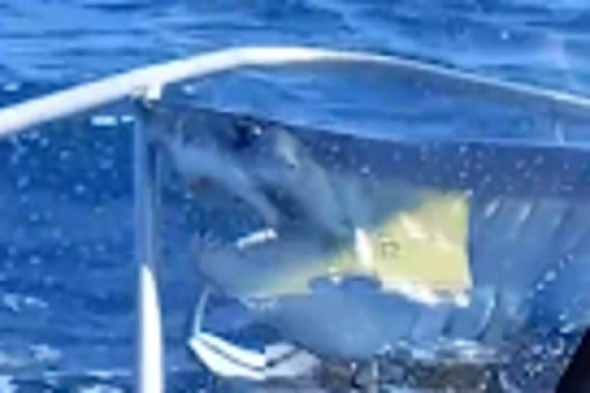 VIDEO: Un tiburón de tres metros causó pánico a un grupo de pescadores