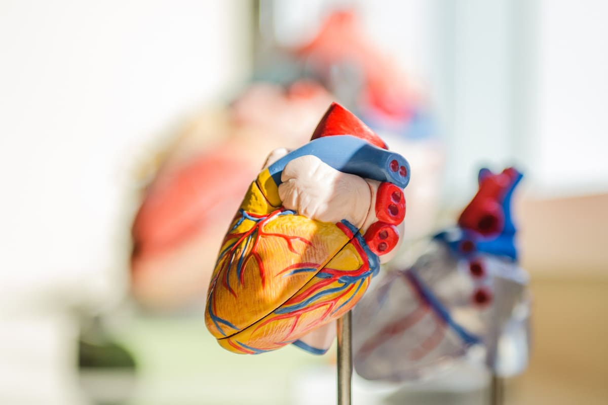 Estrategias naturales para reducir la presión arterial y cuidar el corazón